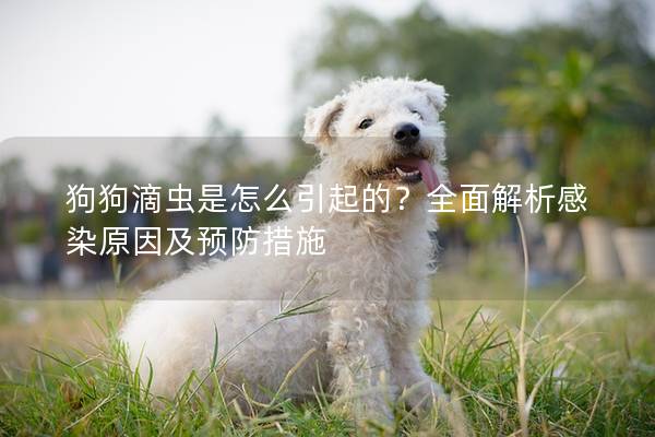 狗狗滴虫是怎么引起的？全面解析感染原因及预防措施