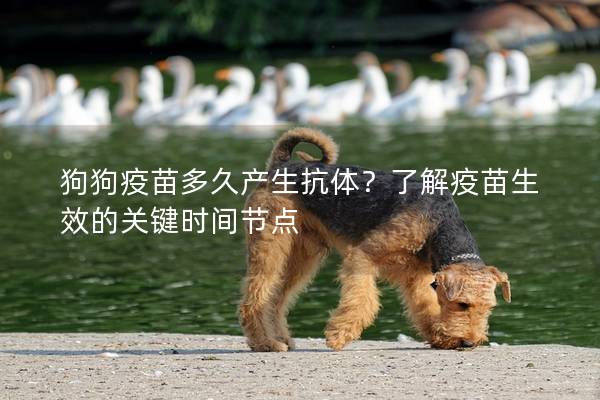 狗狗疫苗多久产生抗体?了解疫苗生效的关键时间节点 狗狗疫苗多久产生抗体?了解疫苗生效的关键时间节点