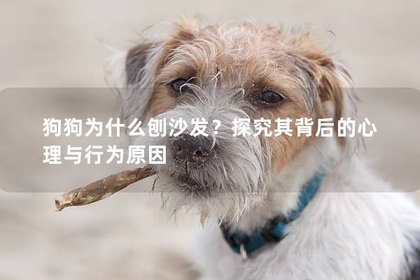 狗狗为什么刨沙发？探究其背后的心理与行为原因
