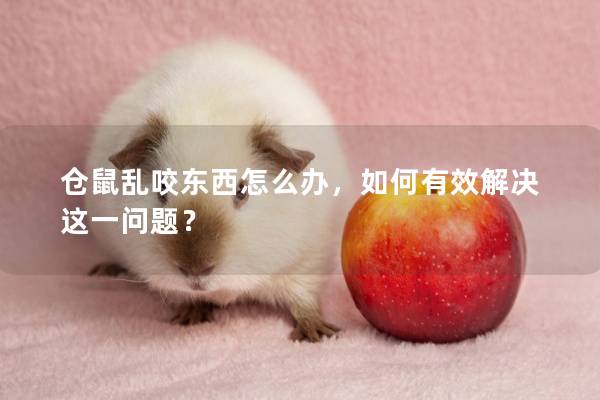 仓鼠乱咬东西怎么办，如何有效解决这一问题？