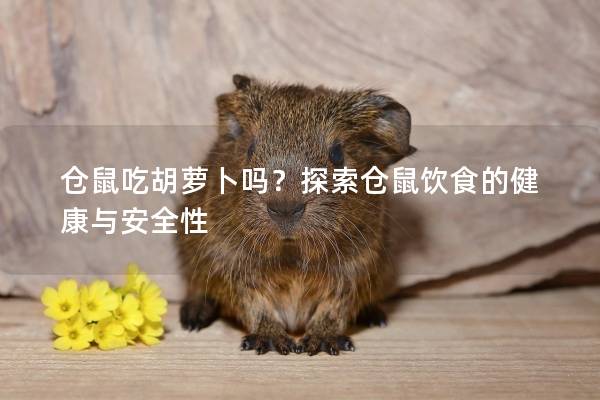 仓鼠吃胡萝卜吗？探索仓鼠饮食的健康与安全性