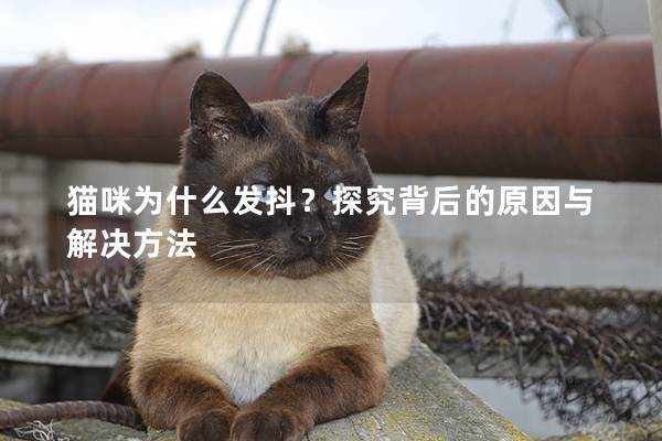 猫咪为什么发抖？探究背后的原因与解决方法
