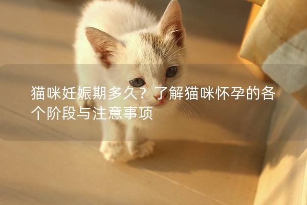 猫咪妊娠期多久？了解猫咪怀孕的各个阶段与注意事项