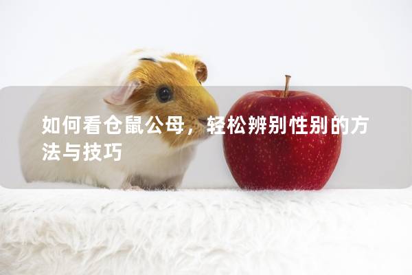 如何看仓鼠公母,轻松辨别性别的方法与技巧 如何看仓鼠公母,轻松辨别性别的方法与技巧