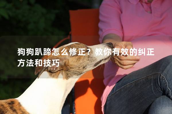狗狗趴蹄怎么修正？教你有效的纠正方法和技巧