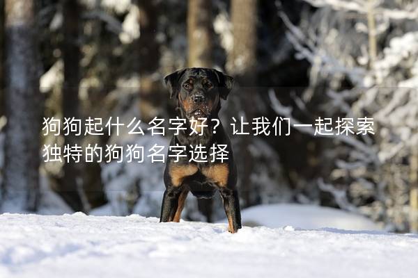 狗狗起什么名字好？让我们一起探索独特的狗狗名字选择