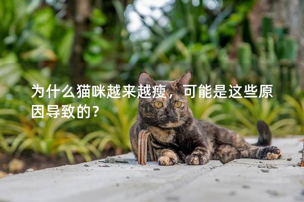 为什么猫咪越来越瘦，可能是这些原因导致的？
