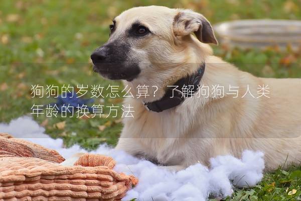 狗狗的岁数怎么算?了解狗狗与人类年龄的换算方法 狗狗的岁数怎么算?了解狗狗与人类年龄的换算方法