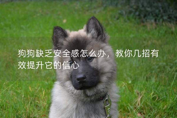 狗狗缺乏安全感怎么办，教你几招有效提升它的信心