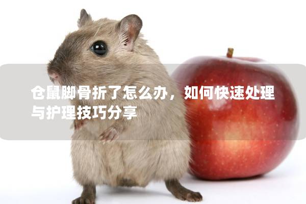 仓鼠脚骨折了怎么办，如何快速处理与护理技巧分享