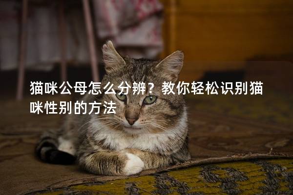 猫咪公母怎么分辨?教你轻松识别猫咪性别的方法 猫咪公母怎么分辨?教你轻松识别猫咪性别的方法