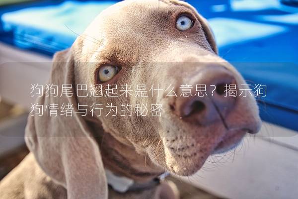 狗狗尾巴翘起来是什么意思？揭示狗狗情绪与行为的秘密