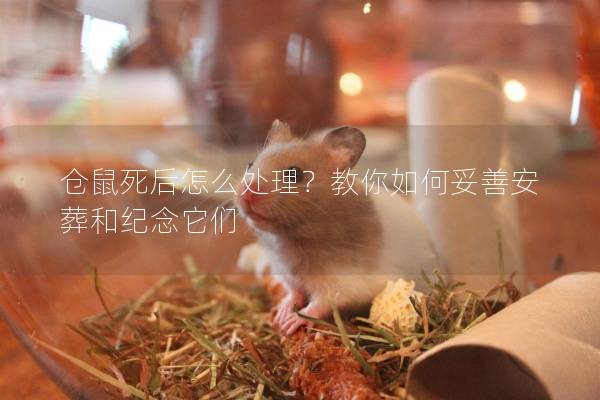 仓鼠死后怎么处理?教你如何妥善安葬和纪念它们 仓鼠死后怎么处理?教你如何妥善安葬和纪念它们