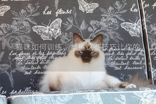 猫咪如何训练，掌握这些技巧让你的猫更听话