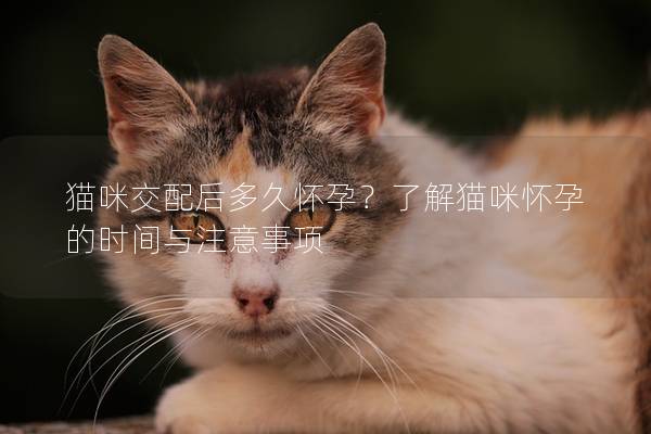 猫咪交配后多久怀孕?了解猫咪怀孕的时间与注意事项 猫咪交配后多久怀孕?了解猫咪怀孕的时间与注意事项
