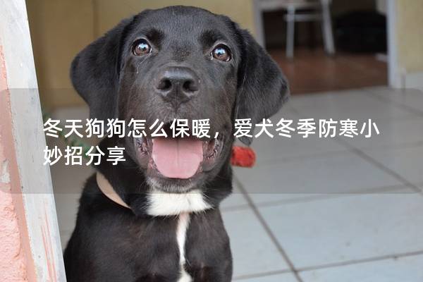 冬天狗狗怎么保暖,爱犬冬季防寒小妙招分享 冬天狗狗怎么保暖,爱犬冬季防寒小妙招分享