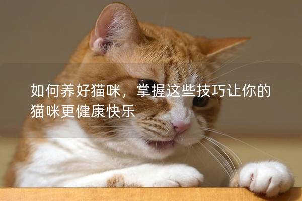 如何养好猫咪，掌握这些技巧让你的猫咪更健康快乐