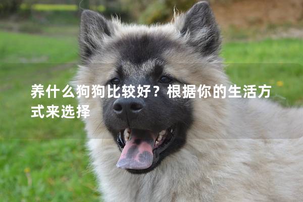 养什么狗狗比较好?根据你的生活方式来选择 养什么狗狗比较好?根据你的生活方式来选择