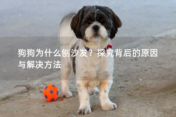 狗狗为什么刨沙发？探究背后的原因与解决方法