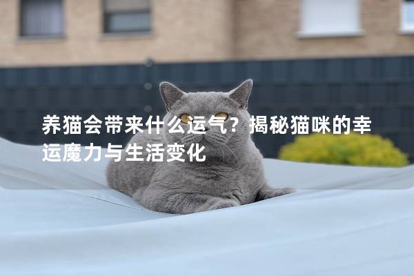 养猫会带来什么运气?揭秘猫咪的幸运魔力与生活变化 养猫会带来什么运气?揭秘猫咪的幸运魔力与生活变化