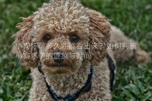 小狗怀孕多久才能看出来?如何判断小狗怀孕的迹象与时间 小狗怀孕多久才能看出来?如何判断小狗怀孕的迹象与时间