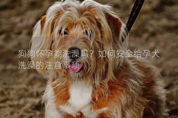 狗狗怀孕能洗澡吗?如何安全给孕犬洗澡的注意事项 狗狗怀孕能洗澡吗?如何安全给孕犬洗澡的注意事项