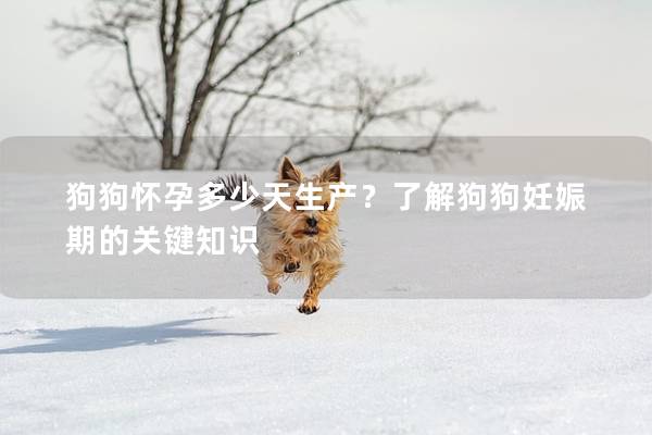 狗狗怀孕多少天生产?了解狗狗妊娠期的关键知识 狗狗怀孕多少天生产?了解狗狗妊娠期的关键知识
