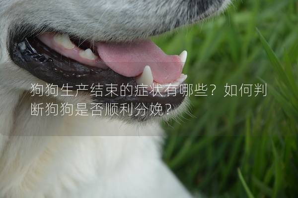 狗狗生产结束的症状有哪些?如何判断狗狗是否顺利分娩? 狗狗生产结束的症状有哪些?如何判断狗狗是否顺利分娩?