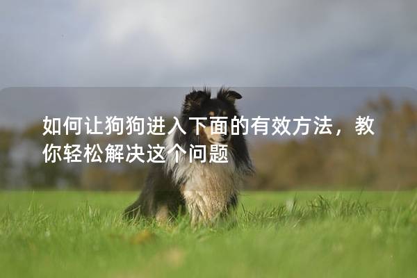 如何让狗狗进入下面的有效方法,教你轻松解决这个问题 如何让狗狗进入下面的有效方法,教你轻松解决这个问题