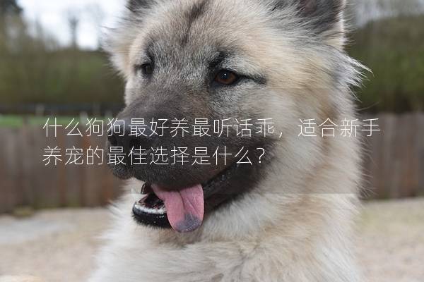 什么狗狗最好养最听话乖,适合新手养宠的最佳选择是什么? 什么狗狗最好养最听话乖,适合新手养宠的最佳选择是什么?