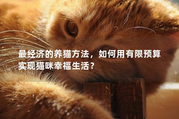 最经济的养猫方法,如何用有限预算实现猫咪幸福生活? 最经济的养猫方法,如何用有限预算实现猫咪幸福生活?