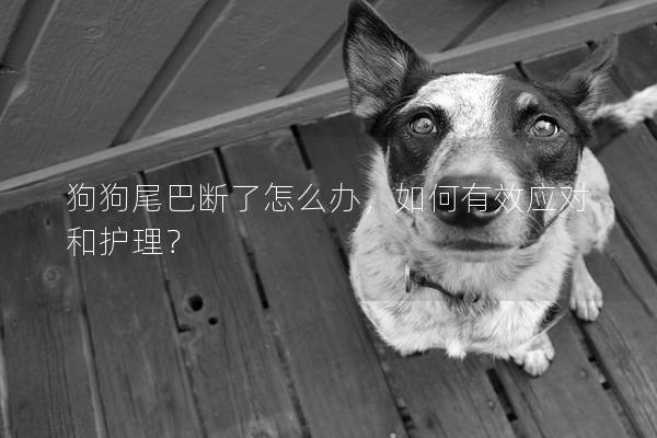 狗狗尾巴断了怎么办,如何有效应对和护理? 狗狗尾巴断了怎么办,如何有效应对和护理?