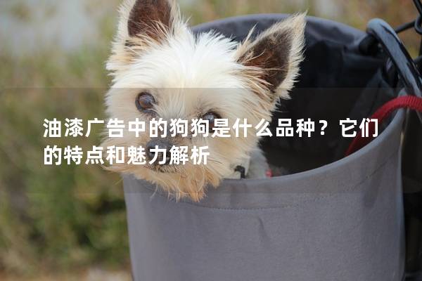 油漆广告中的狗狗是什么品种?它们的特点和魅力解析 油漆广告中的狗狗是什么品种?它们的特点和魅力解析