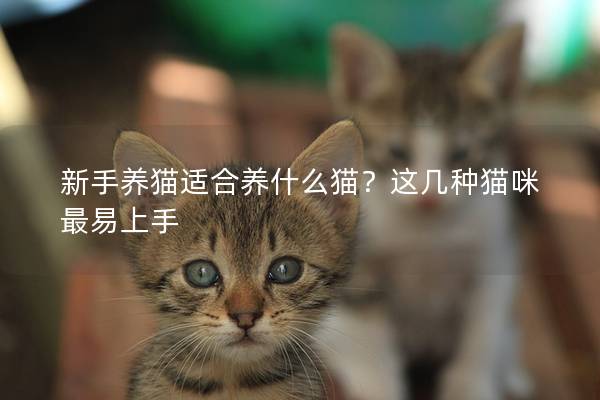 新手养猫适合养什么猫?这几种猫咪最易上手 新手养猫适合养什么猫?这几种猫咪最易上手